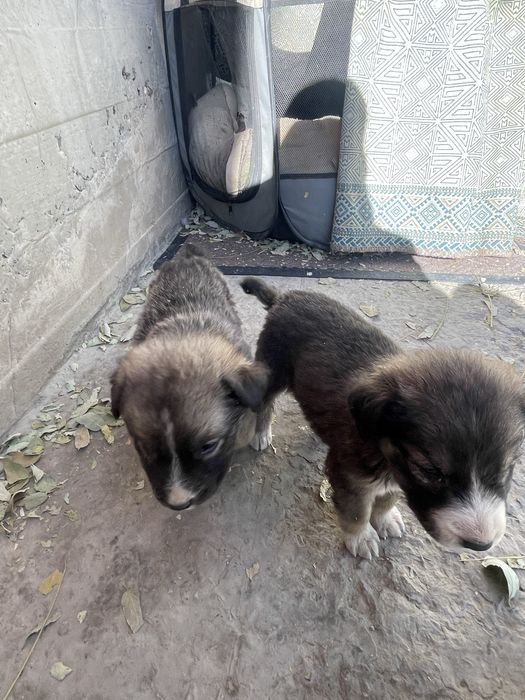 Кіттәй күшік бар жаксы асыраймын дейтін адам болса