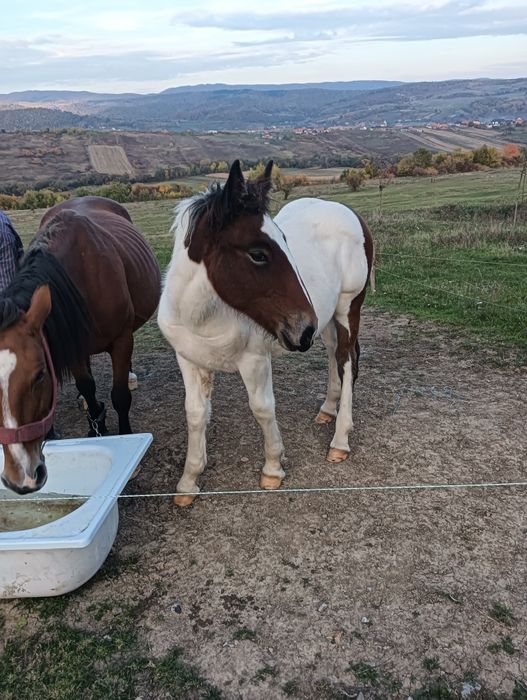 Vând mânză de 5luni