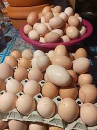 Ouă bio de vânzare