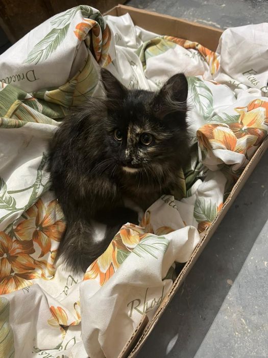 Срочно отдам котенка