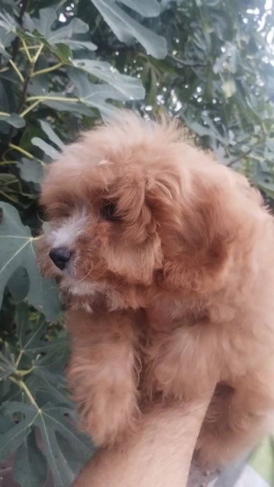 Кавапу(Кавалер Кинг Чарлз шпаньол и Пудел Той)