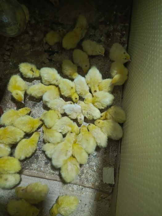 Bedana jojasiga zakaz olamiz  BELI GIGANT paroda