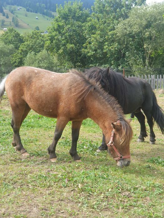 Ponei Vând / schimb cu vitei/vitele, cu vaca de tinut, manza potrivita