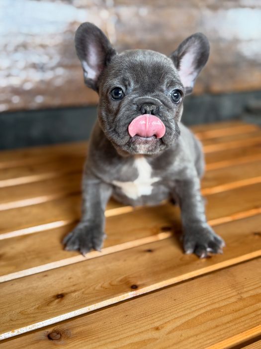 Bulldog francez Blue F