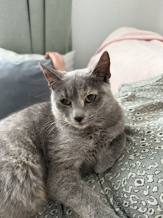 Нежно коте, кастрирано, безплатно