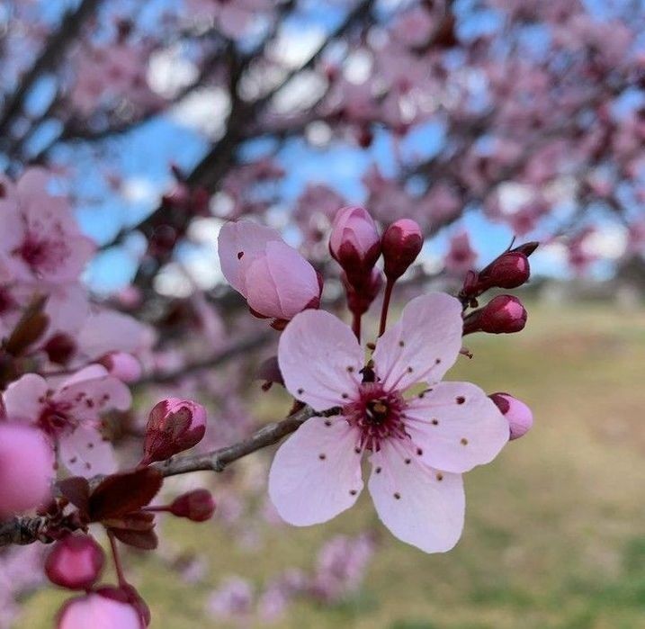 Prunus Cerisfera Nigra