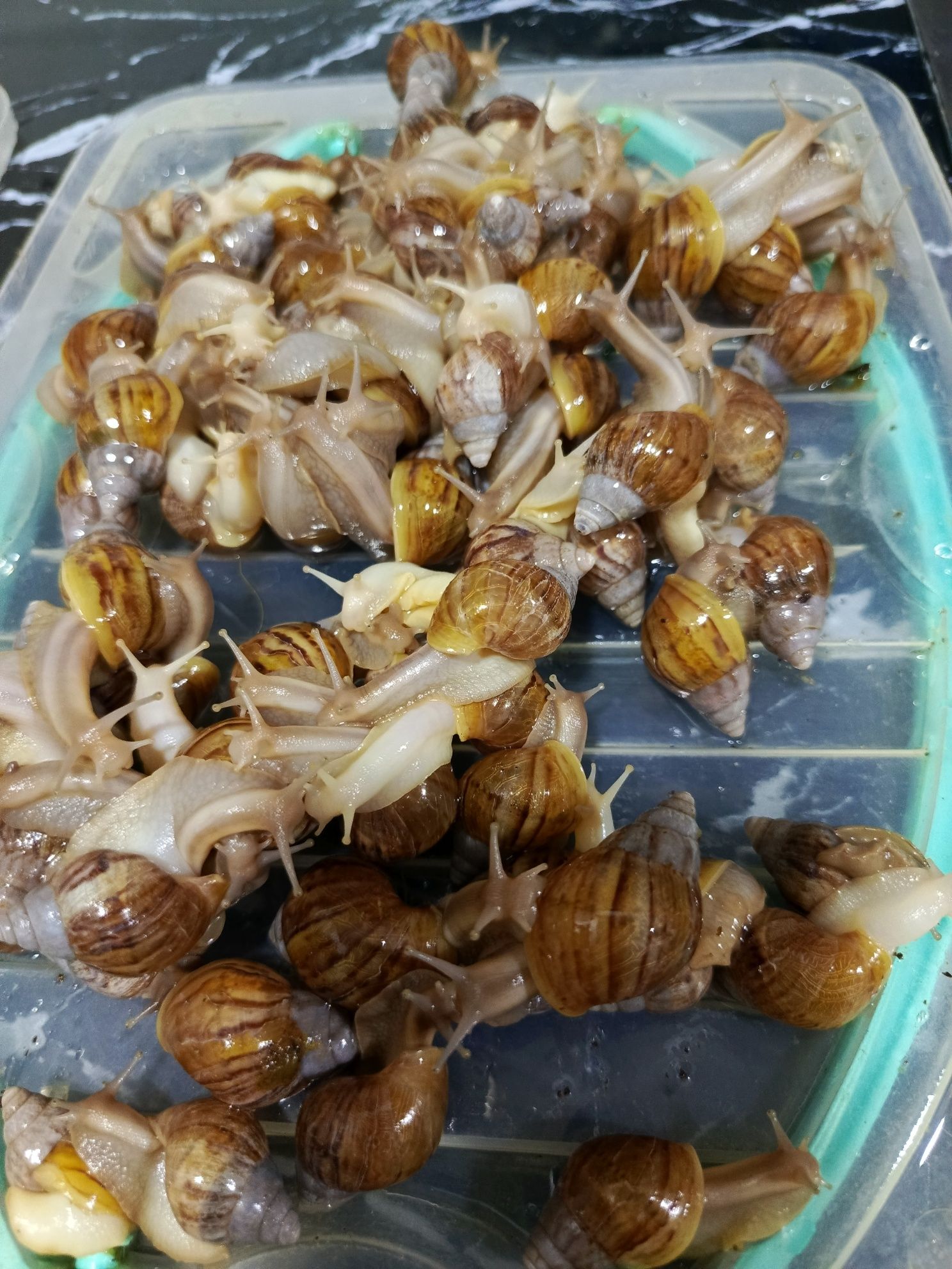 Menda juda koʻpayib ketti arzonga berib yuboraman