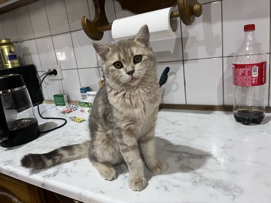 Котенок 6 месяцев