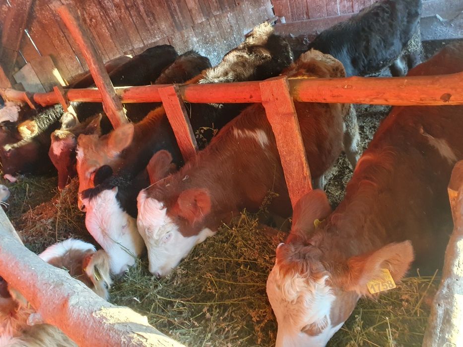 Vand vitei si vitwle