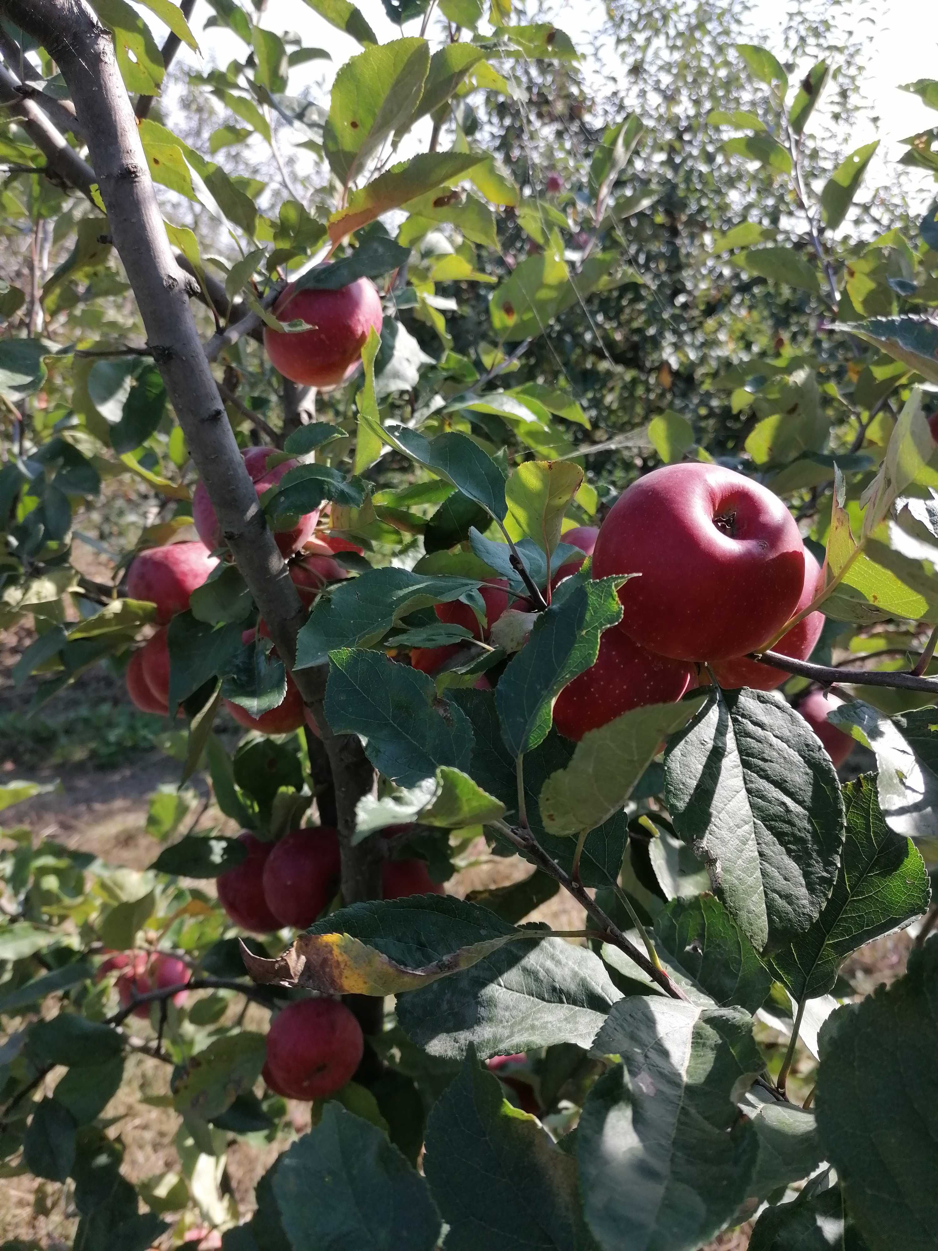 Mere de vânzare și suc de mere