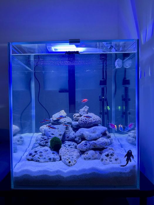 Acvariu Aquael Shrimp&Fish, impecabil, complet echipat!
