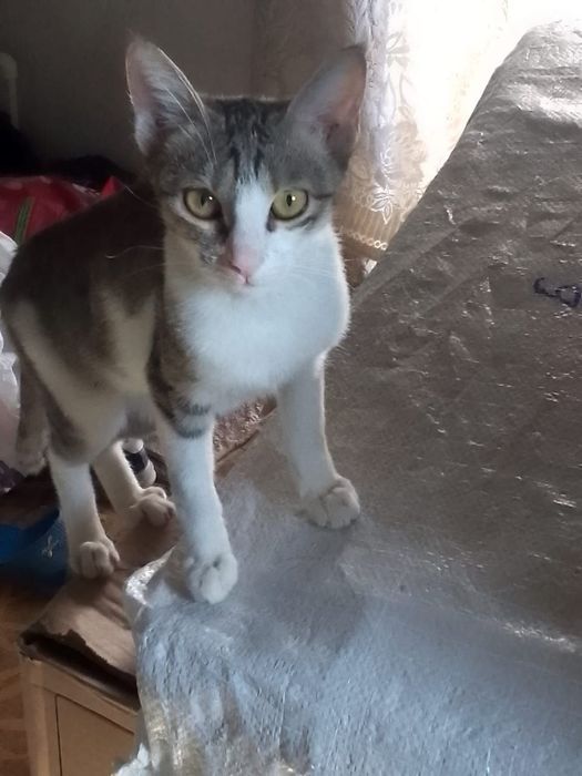 Котёнок в добрые руки