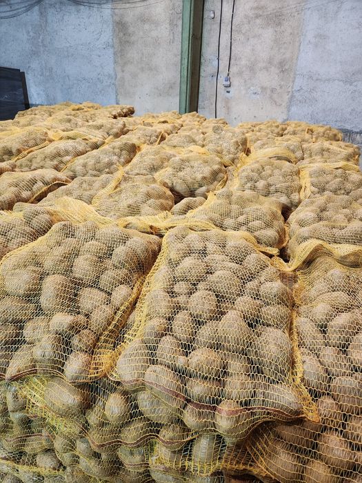 Картофи сорт СОРАЯ