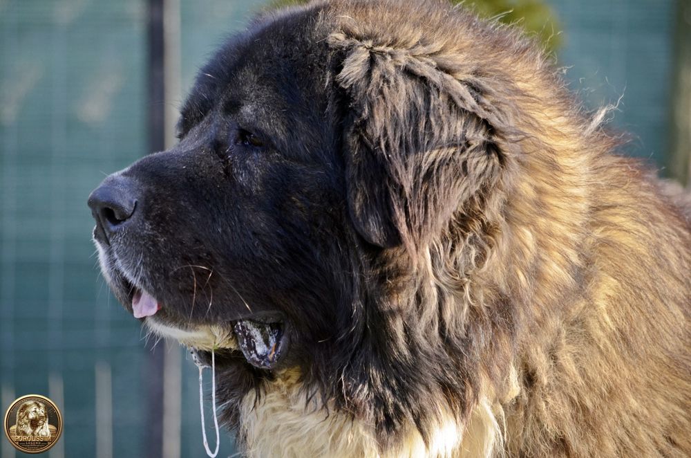 Mascul ciobănesc caucazian