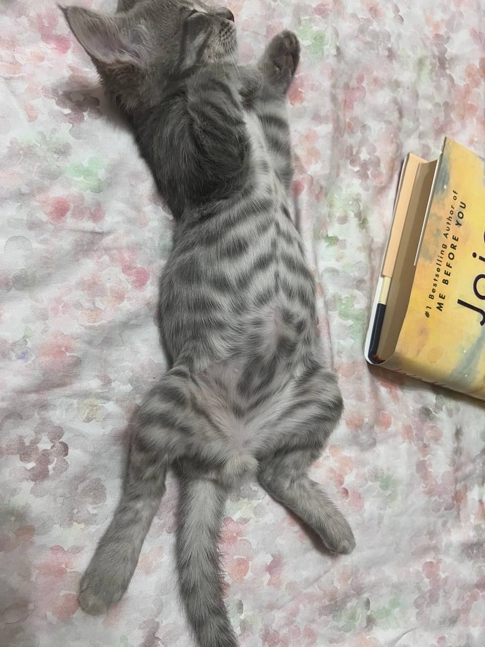 Пристраивается  котенок  в хорошие руки , описание на фото