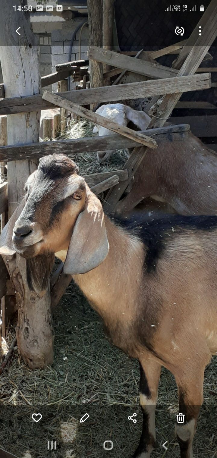 Англо- нубийский козел ,производитель