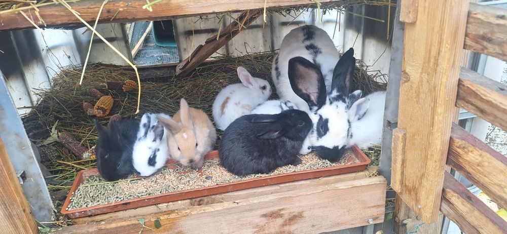 Iepurași de companie