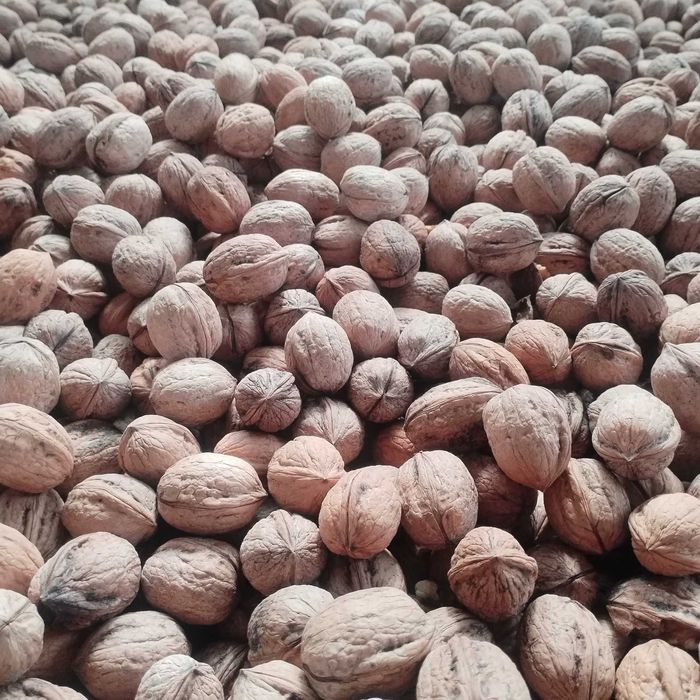 Nuca în coaja. Vând