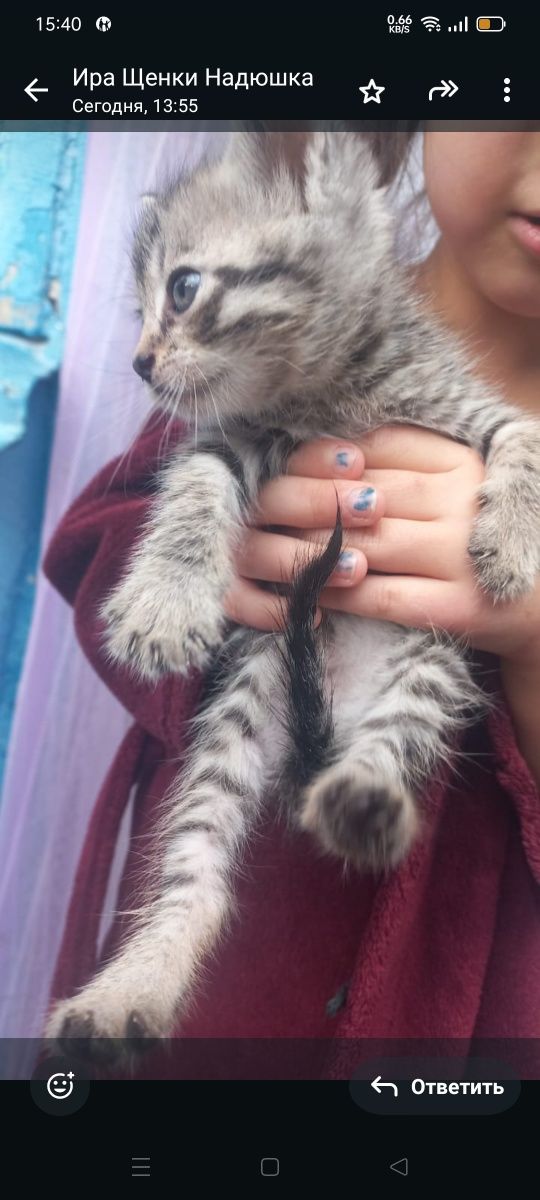 Котята ищут дом и любящих хозяев