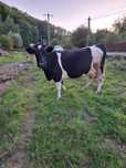 Vând vacă rasa holstein  gestanta in 4 luni jumate!!
