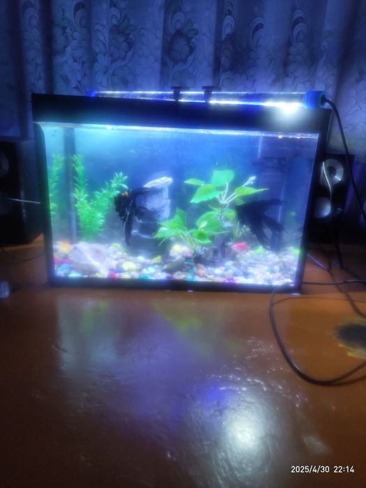 Аквариум с рыбками