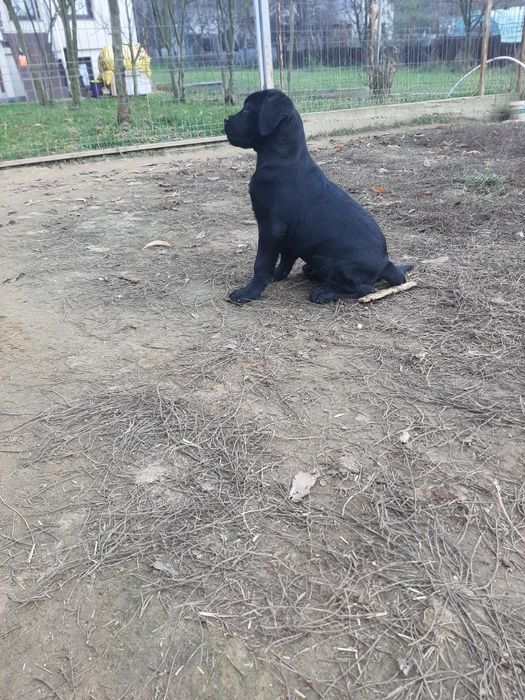 Cane corso negru