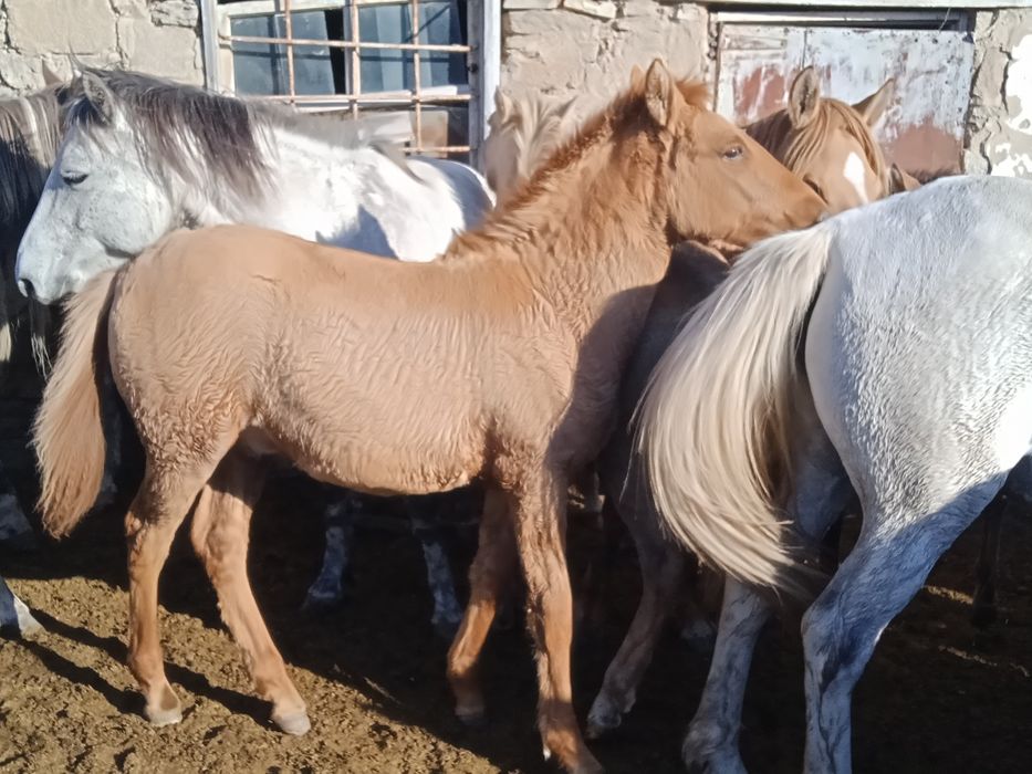 жеребята  жабаги