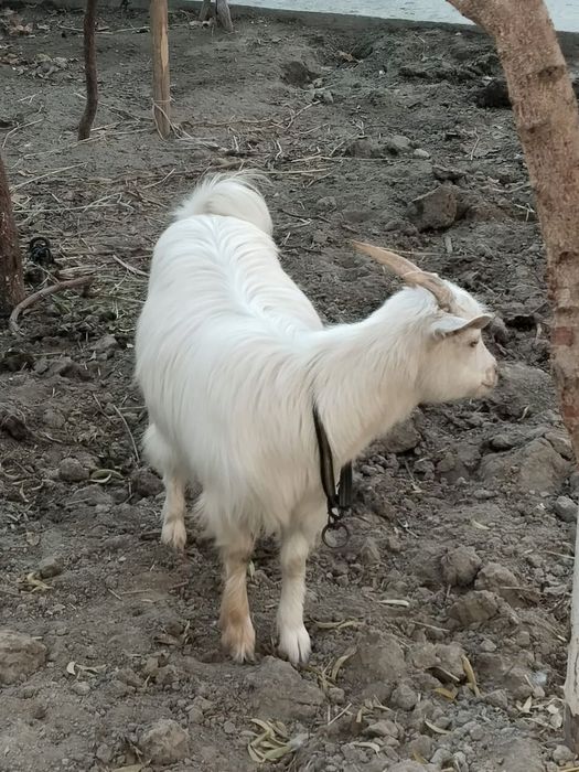 Эчки россиски сотилади