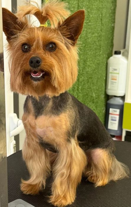 Чистокръвни йоркширски териери – мъжки