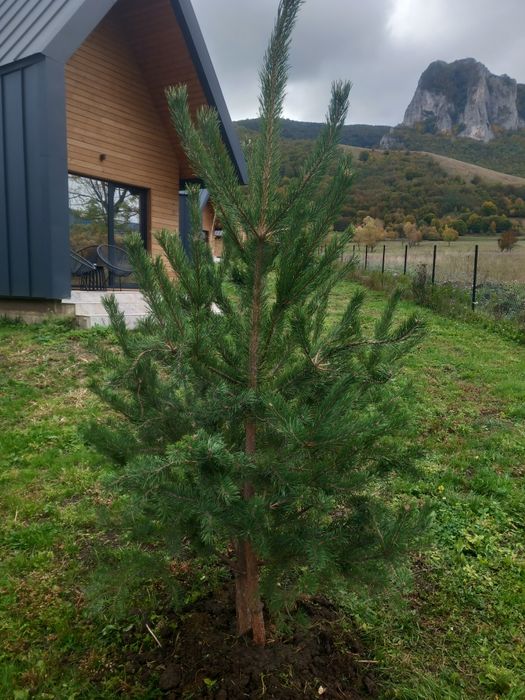 Mesteacăn, arțar ,frasin, tei de floare,pin/arborii ornamentali