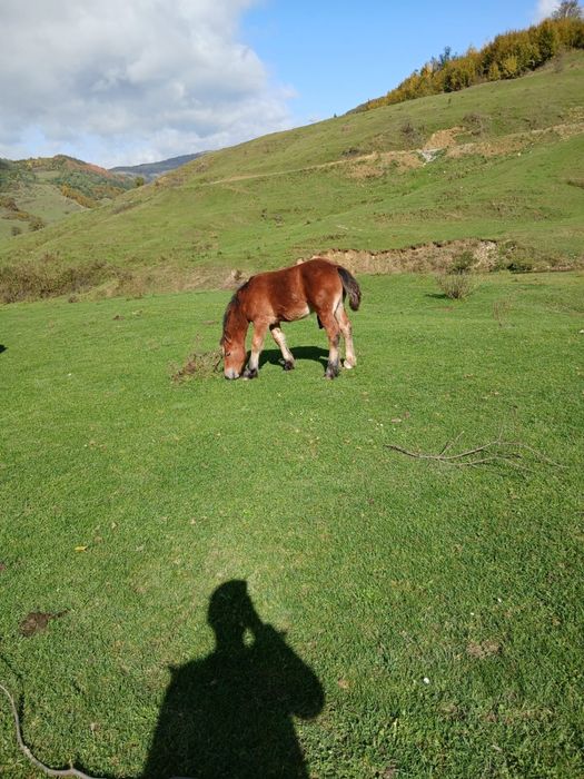 Manz, cal de vanzare