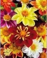20 Seminte de Gherghine (Dalia )- flori simple sau duble, mixt culori
