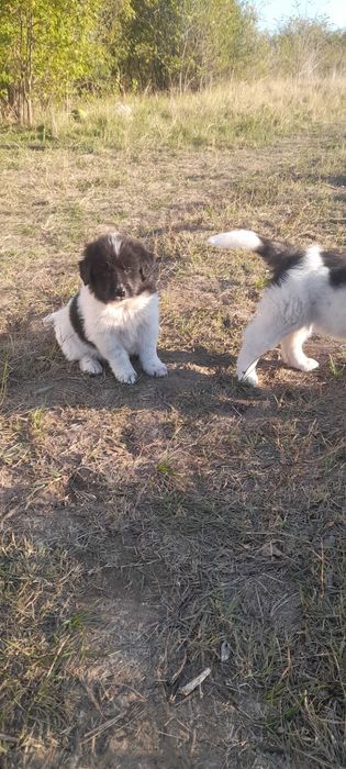 Ciobanesc de bucovina fara adoptie