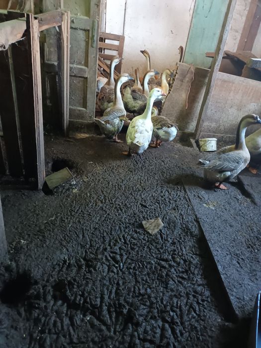 Vand Gaste Americane