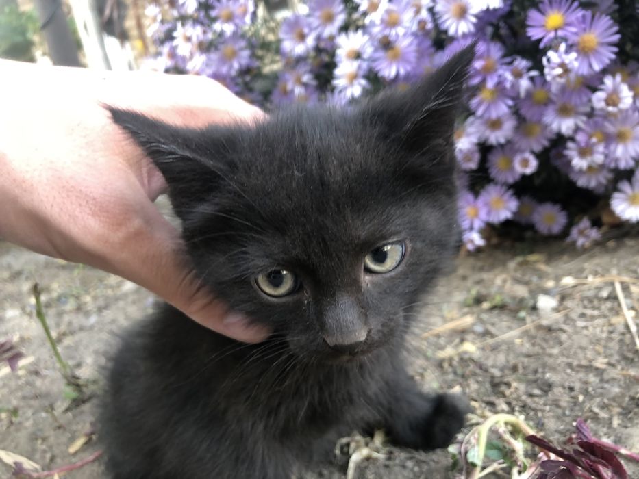 Котята маленькие в добрые руки