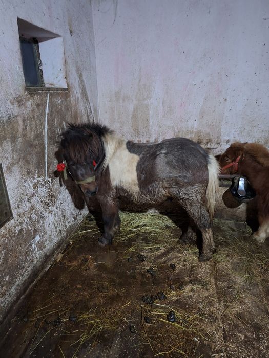 Ponei armăsar talie mică