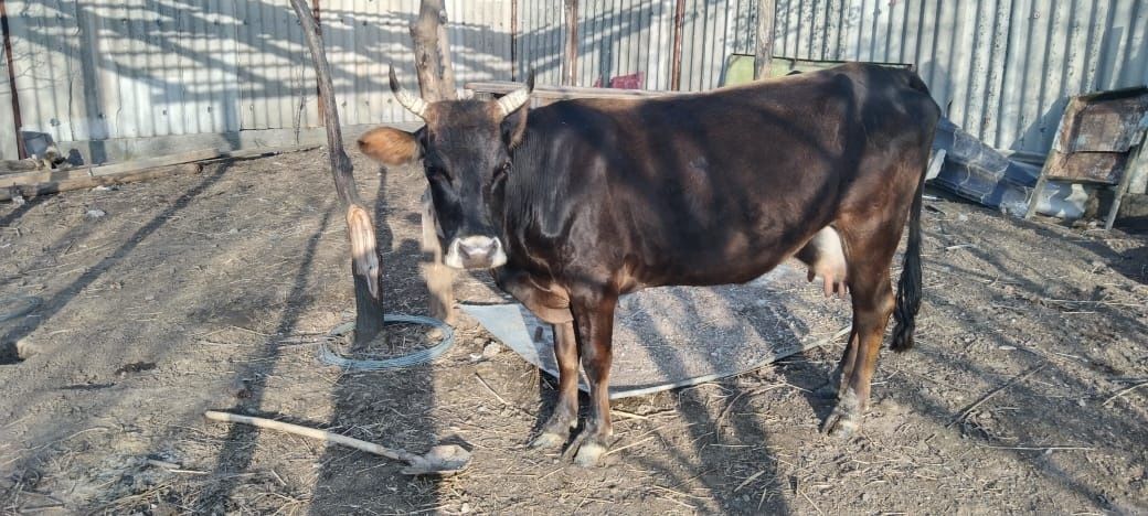 Корова с теленком село Шамалған