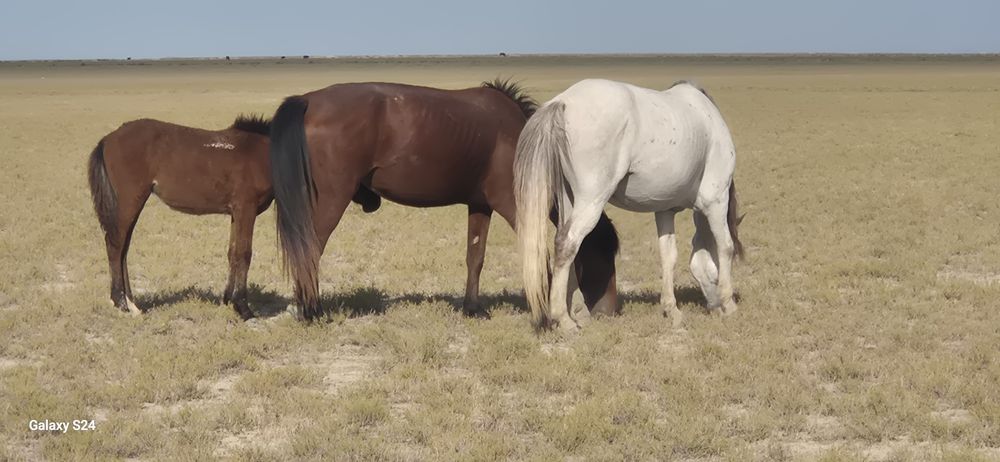 Он жасар семіз бие сатылады 480мың аздап қана саудасы бар