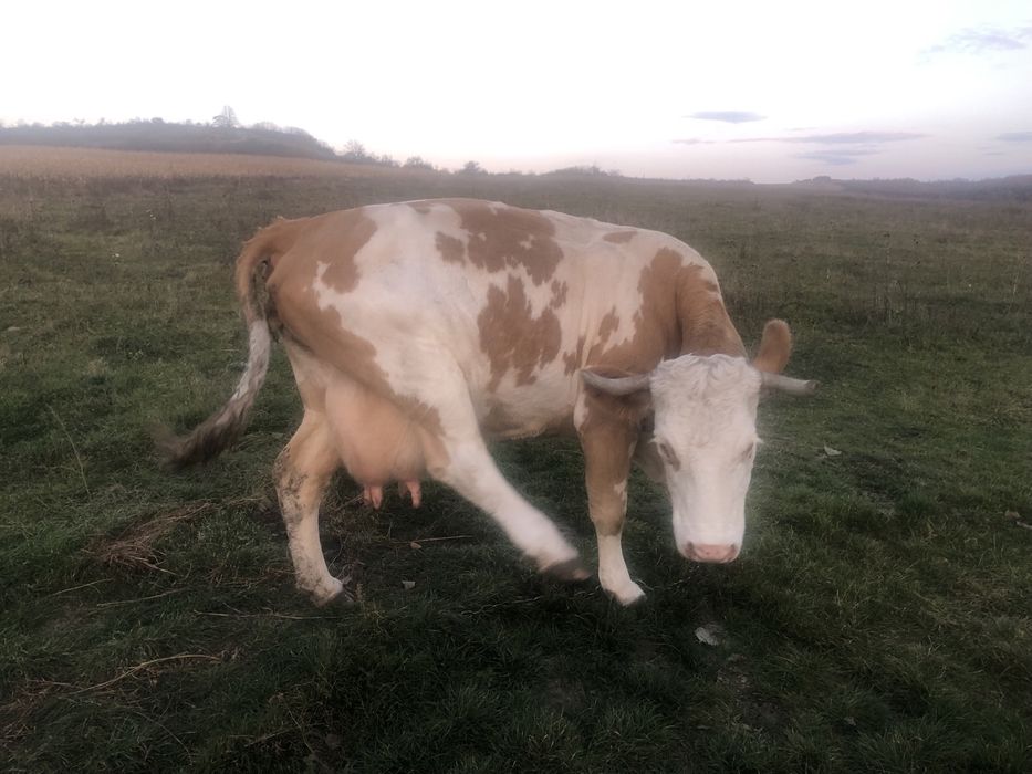 Vand vaca baltata romaneasca