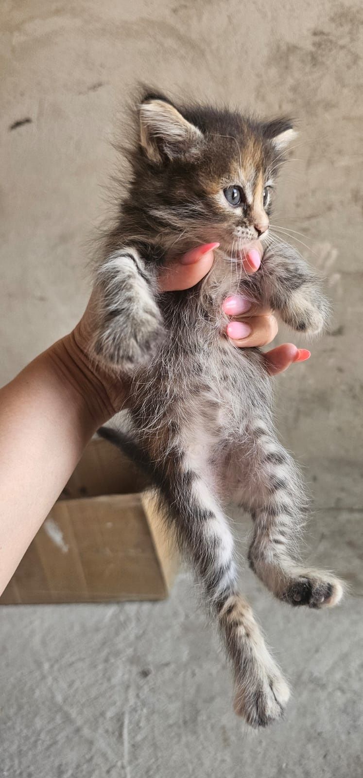 Котята только в добрые руки