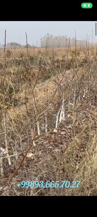 Yongoq kuchati Xitoy "X-185". Oq magʻiz yupqa puchoq.