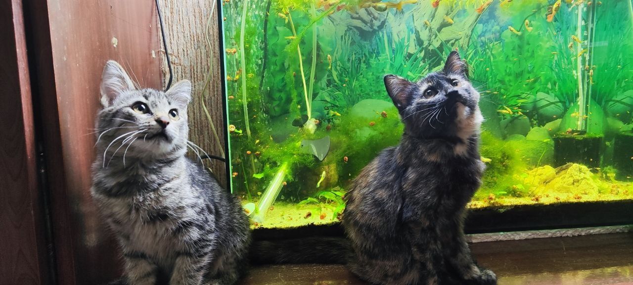 Котята. Домашние. В хорошие руки.