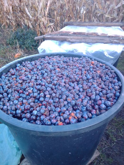 Vând prune pentru țuică