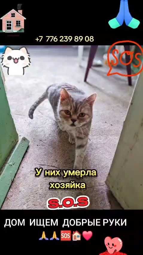Коты и кошки ищут дом! Срочно!