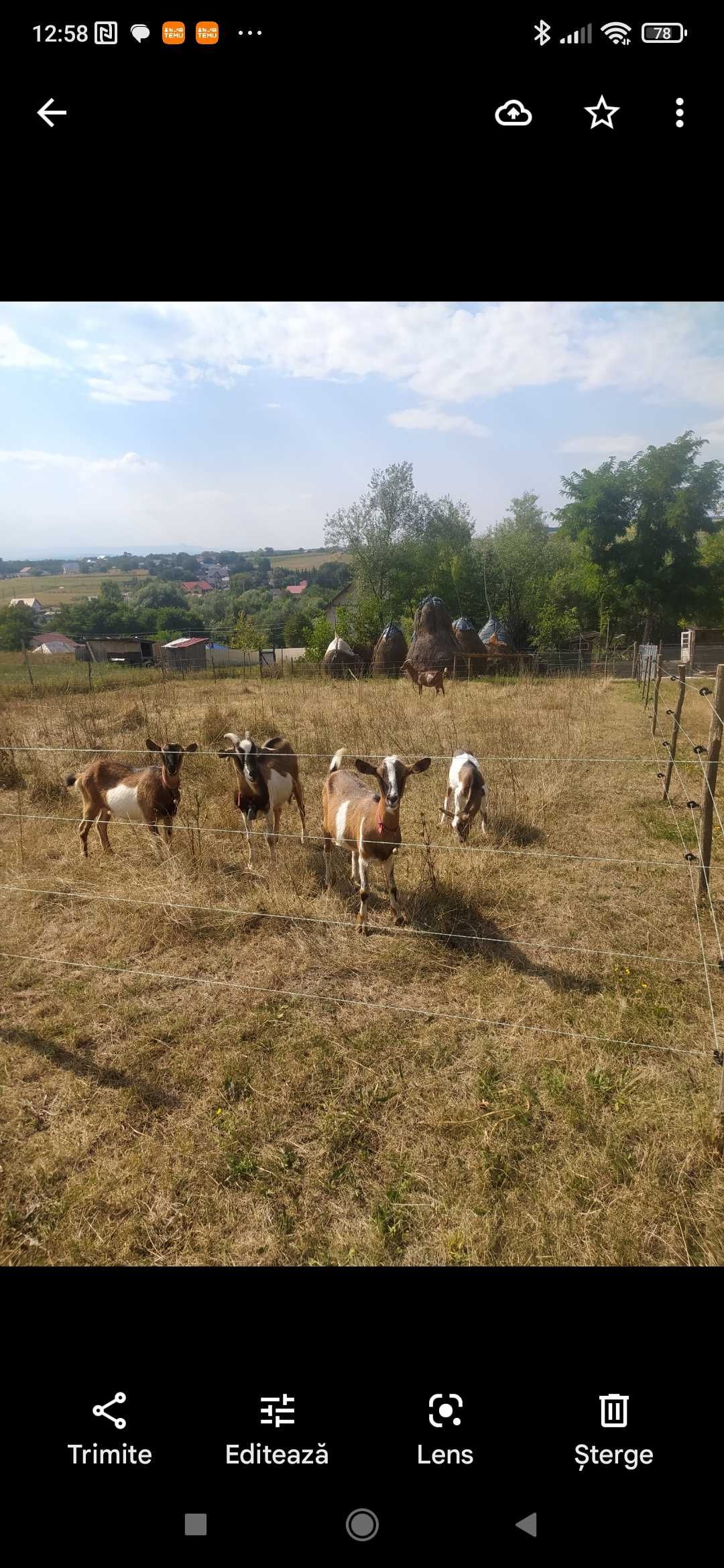 Vând capre și țapi alpine