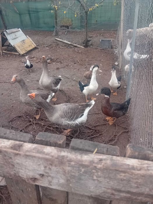 Avem gaste si rate de vânzare