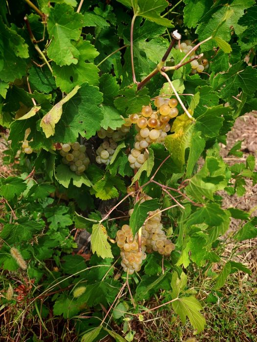 Struguri pentru vin