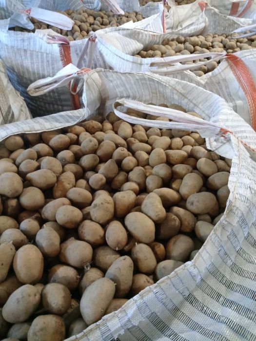 Картофи сорт Сорая