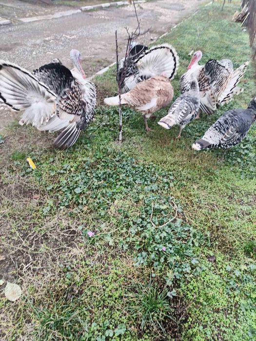 Домашно отглеждани пуйки
