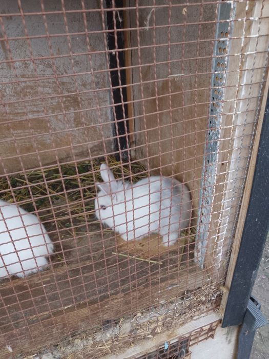 Vănd iepurași cap de leu